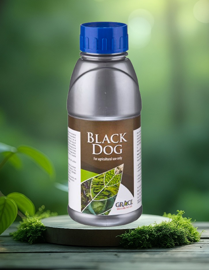 Black Dog 